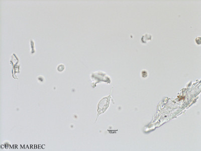 phyto/Bizerte/bizerte_bay/RISCO November 2015/Pronoctiluca spinifera (Baie_T5-C3-ind voir vivien-7).tif(copy)_thumb.jpg
